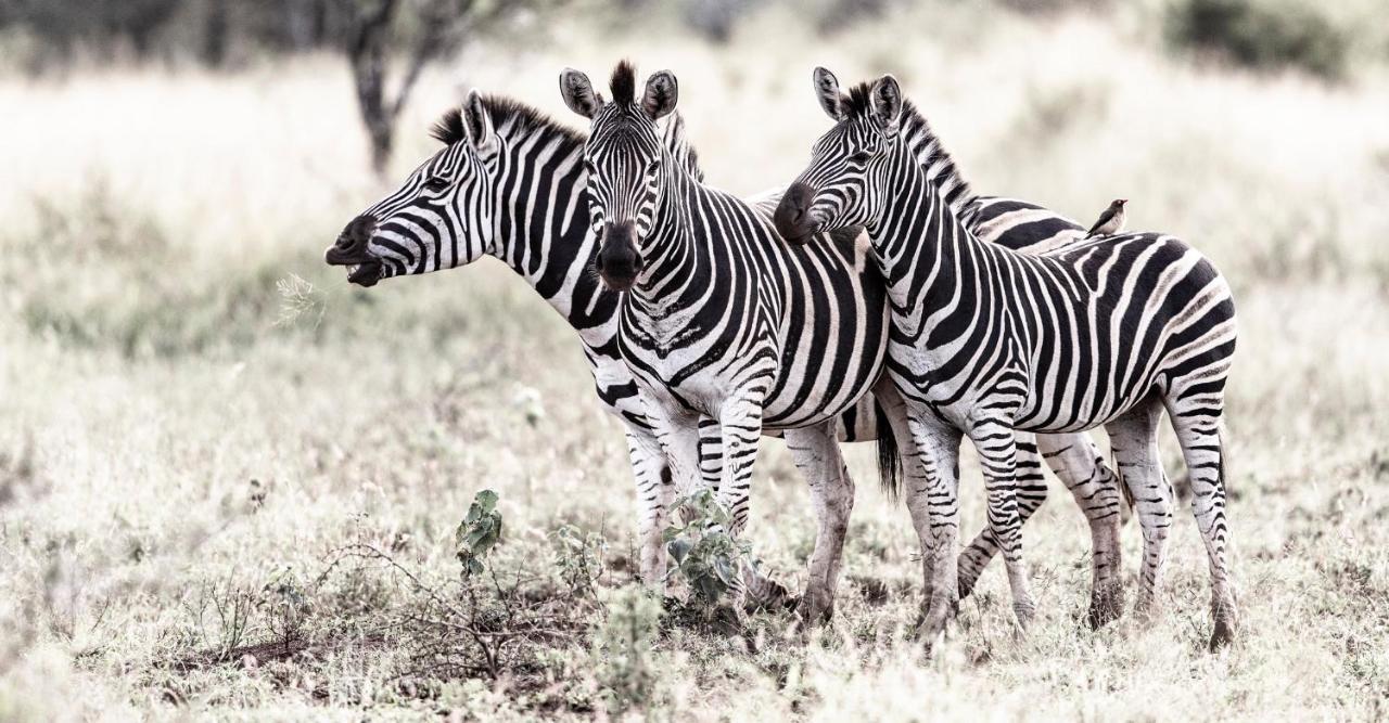 Manyoni Private Game Reserve Rhino Sands Safari Camp מראה חיצוני תמונה